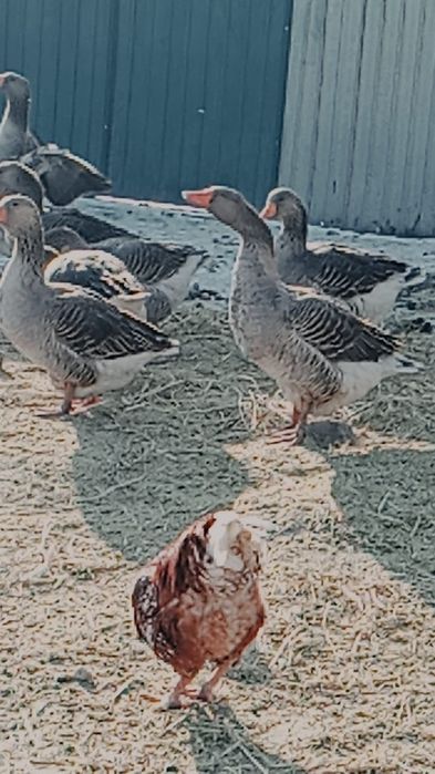 Продам гусей крупно серые 13000 тыс