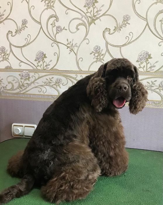 Профессиональная стрижка собак