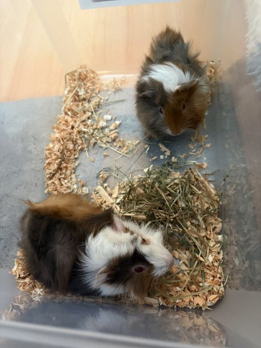 Морски свинчета малки