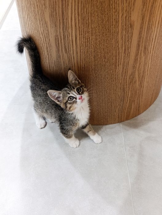 Котенок ищет дом