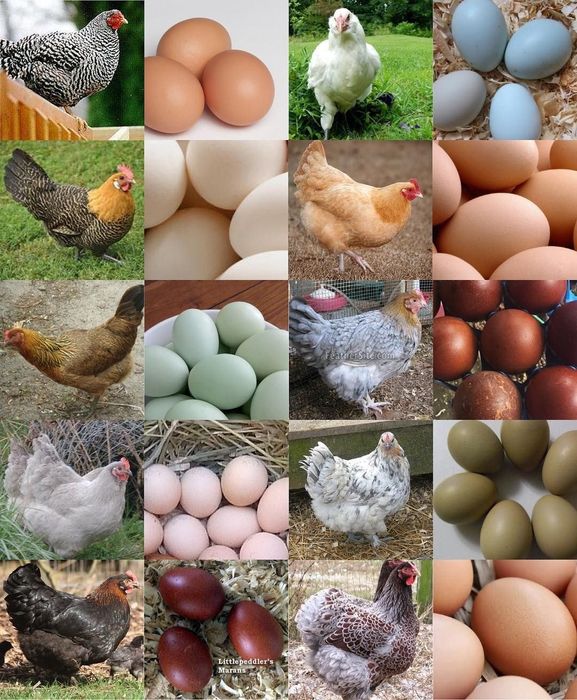 Курицы несущие цветные яйца фото Курицы несущие цветные яйца фото