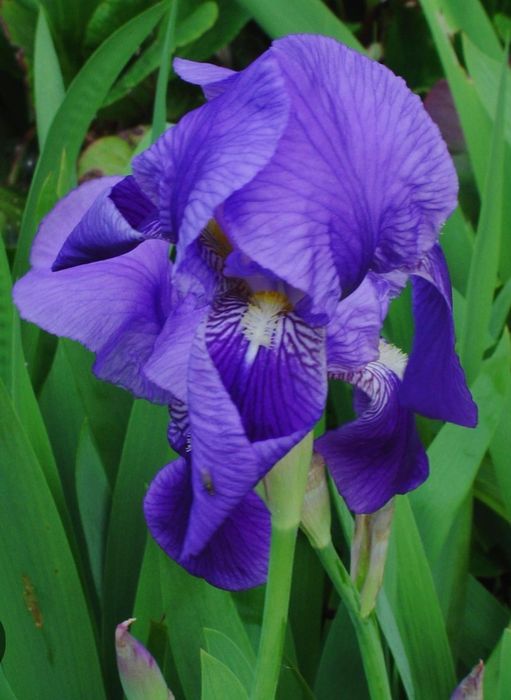 Ирис/Перуника за вашата градина