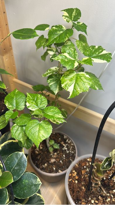 Комнатные растения на продажу