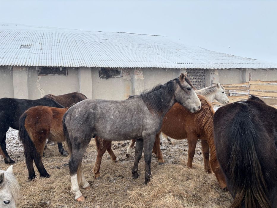 Айгыр, жеребец продам