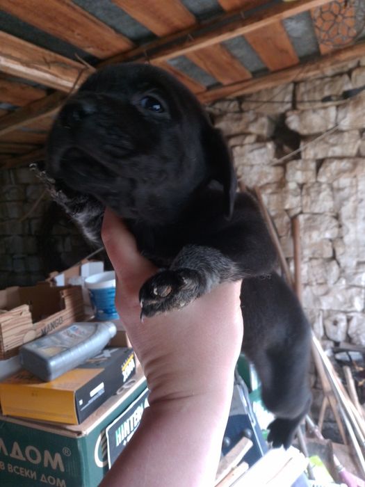 Кученца Курхаар от Руски родители