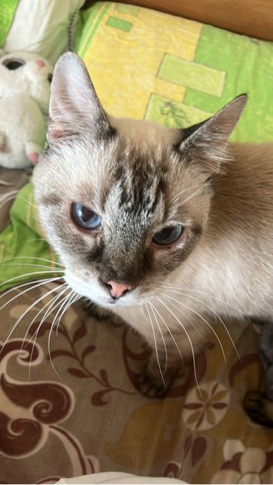 Pet Sitting Pisici la Domiciliul Animăluțului