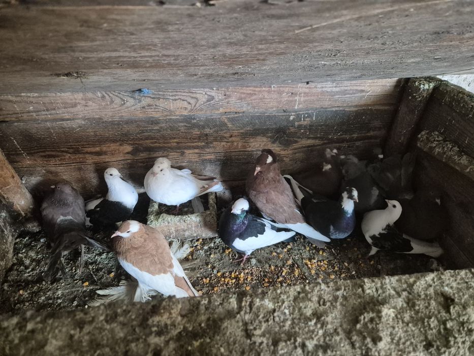 Vând porumbei jucători