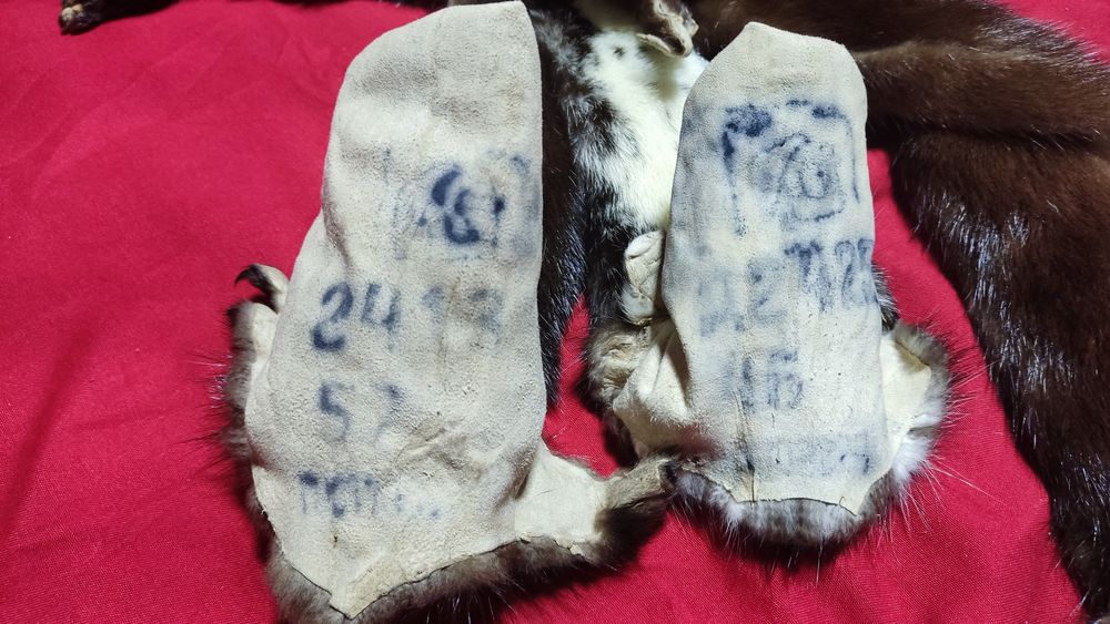 Шкурки норки есть 10шт