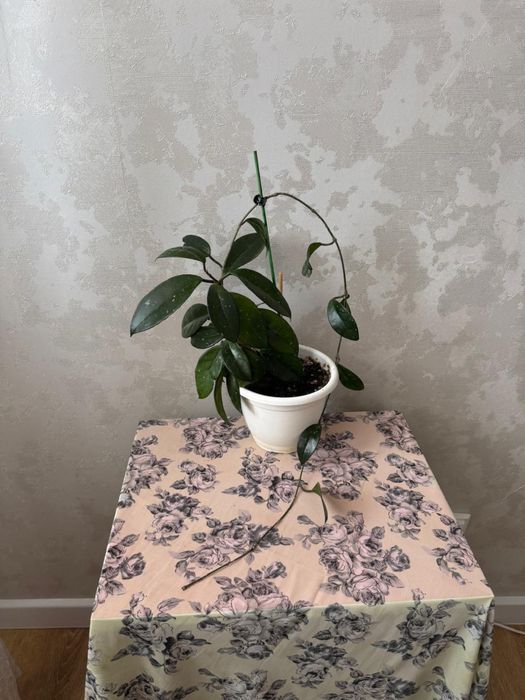 Продам цветы Хойа