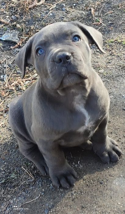 Кане Корсо. девочки.