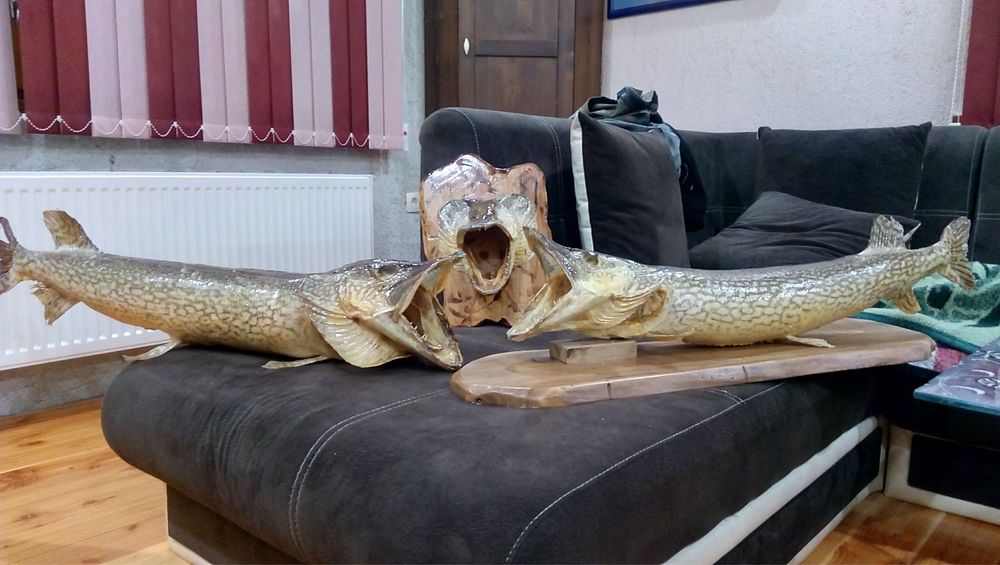 Трофеи на Щуки. Обработени и лакирани