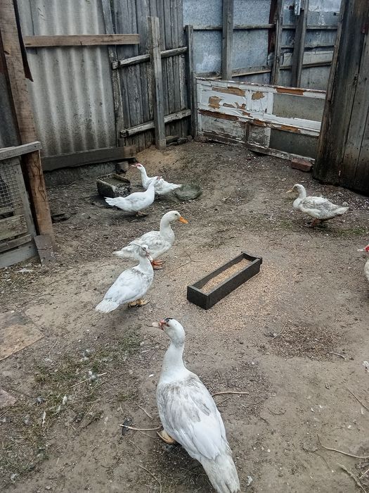 Продам индоуток в городе