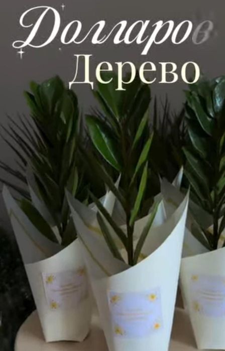 Домашние живые цветы