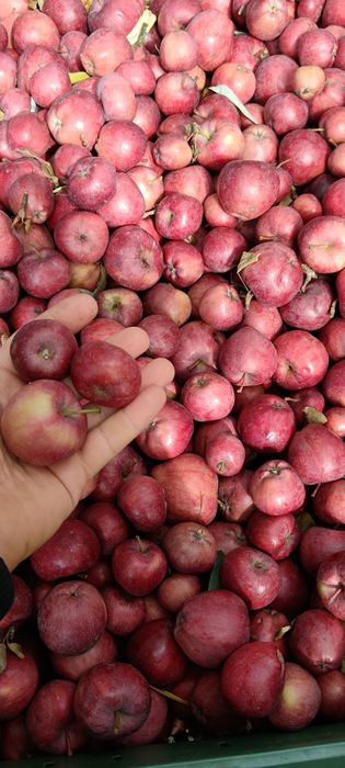 Mere de industrie pentru palinca