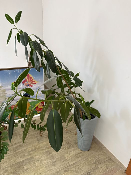 Продам фикус с горшком