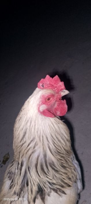 brama tovuqlari zoti toza akalar sirochni pul kerek