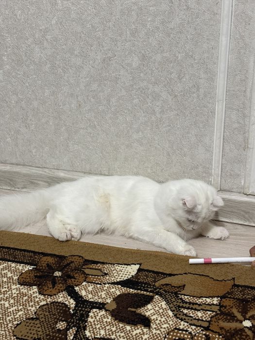 Шотландық бүктелген құлақты -Scottish fold