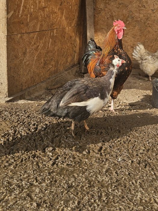 Vând sau schimb bibiloi tineri