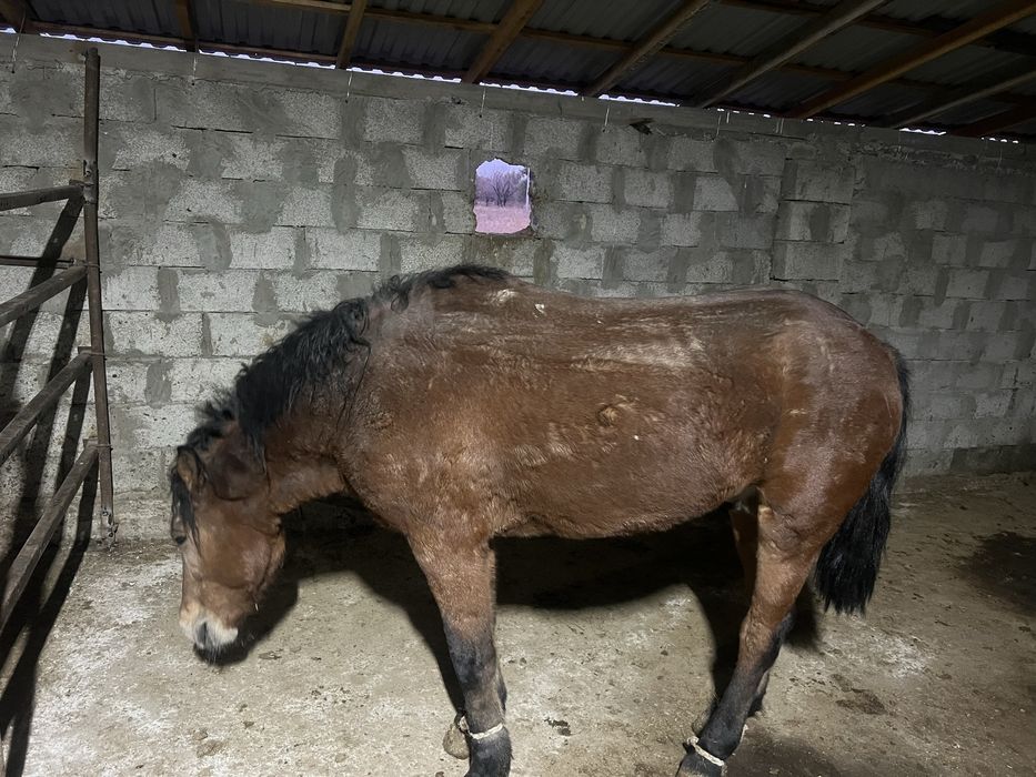 Согым 1.5 жастан 8 жасқа дейін