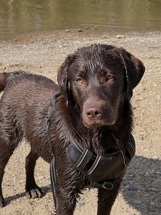 Продается лабрадор (шоколадный) кобель 2 года