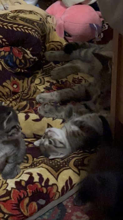 Отдам котят в добрые руки