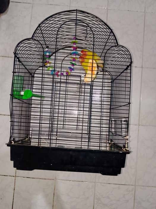 Неразлучка попугай. Клеткаси Билан. Ишлашга таййор.