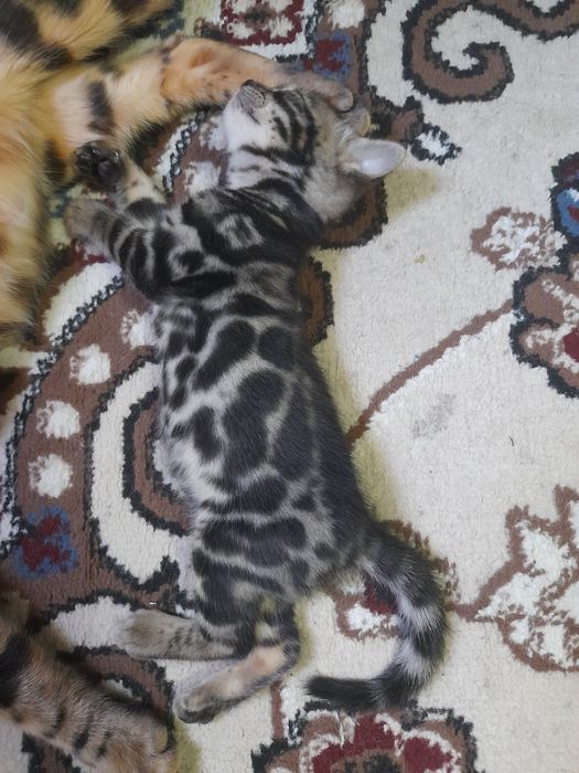 Открыта брань на бенгальского котика