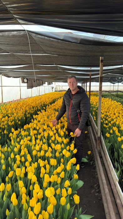 АКЦИЯ!!! Тюльпаны