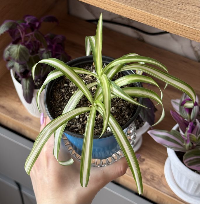 Хлорофитумы. Комнатные растения