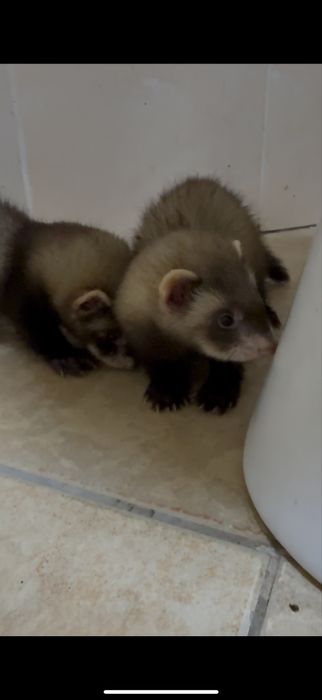 Продам хорьков полтора месяца