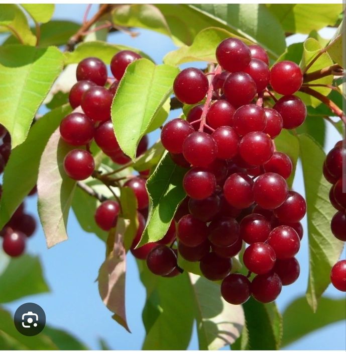 Саженцы красной черемухи