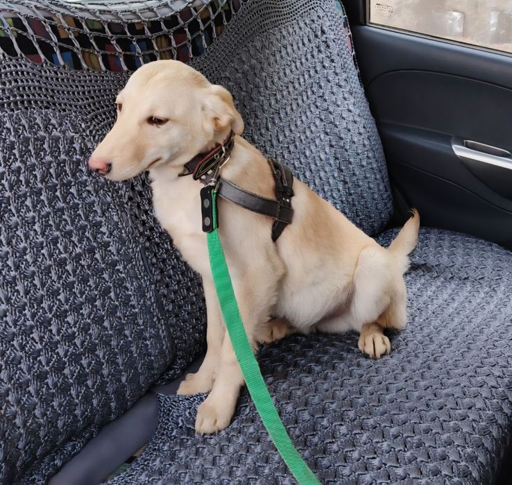 Здоровые  собачата ждут своих хозяев