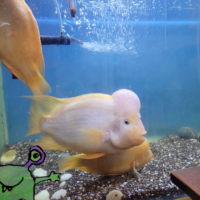 Аквариумные рыбка