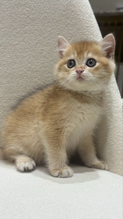 Zolotaya shinshilla ny 12bri, o'g'il bola 2 oylik