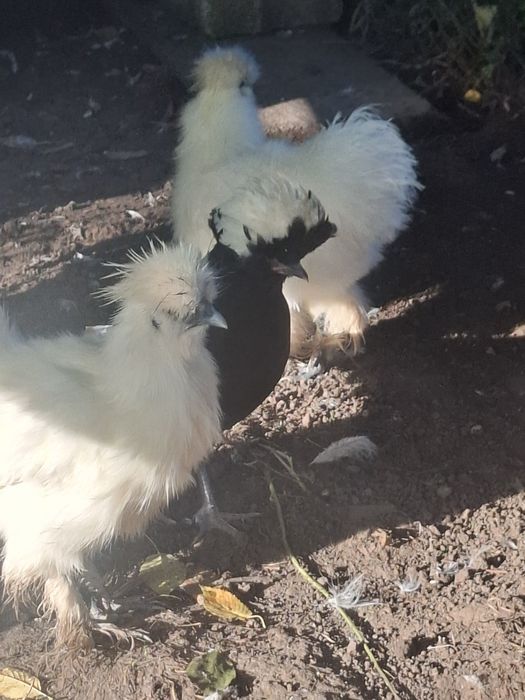 Familie moțată olandeză