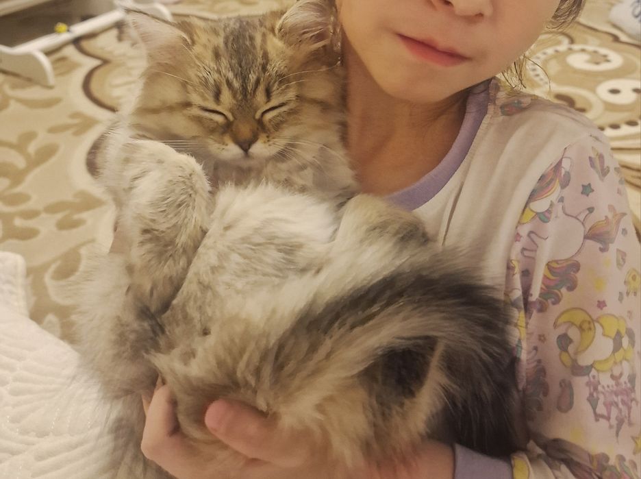 Котенок котенок котенок