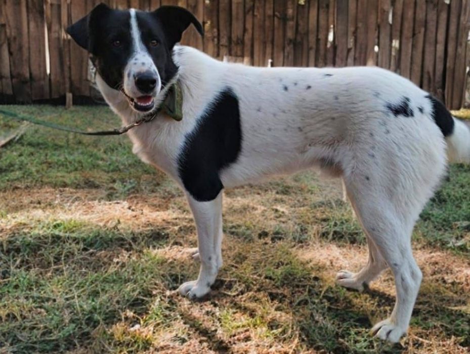 Метис ищет дом. Кобель.