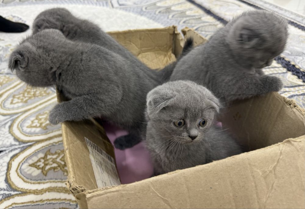 Продается Шотландские котята