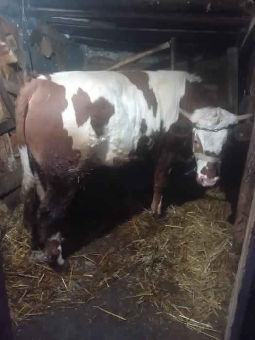 Vând vitel varstra de un an