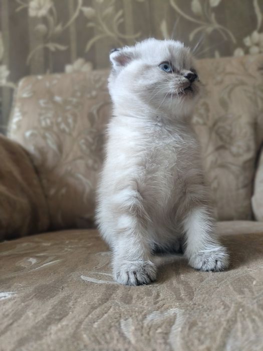 Котята окрас шиншиллы