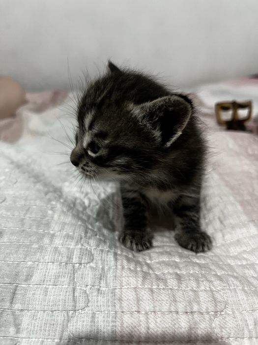 Кошечки отдам в добрые руки