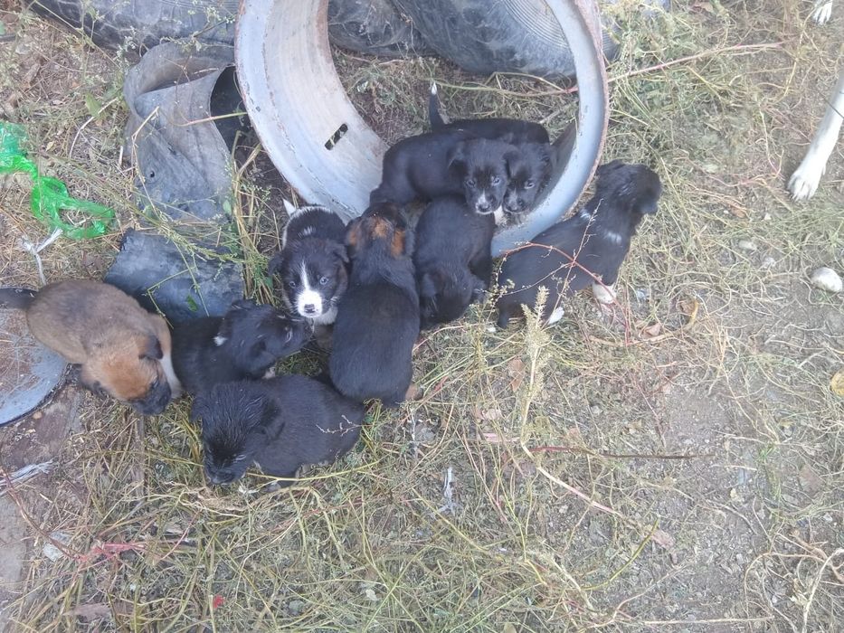 Отдам шинков сами кушают