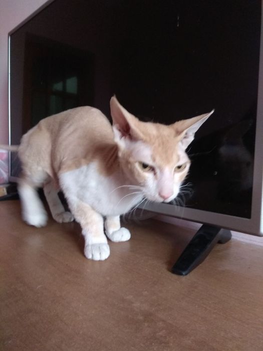 Кошка  Марта ищет дом и любящих хозяев