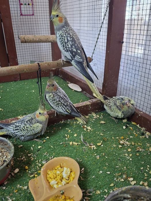 Pui Nimfa disponibili