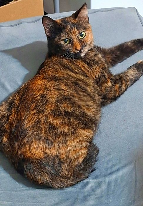 Adoptie pisica tortoishell Hera