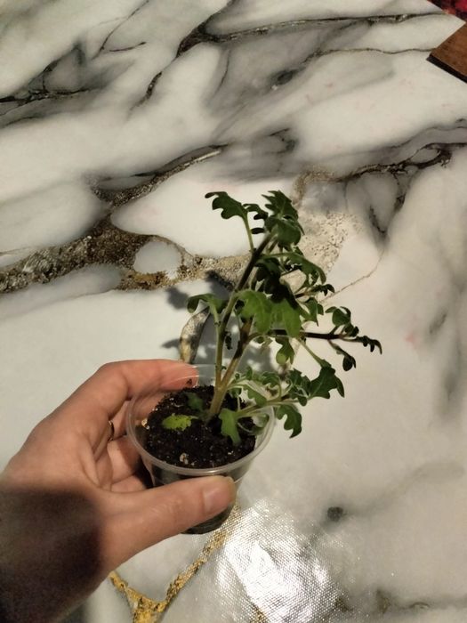 Продам мята плектрантус.