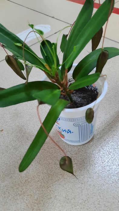 Продам цветок Кодиеум