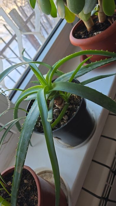 Продам Комод большой