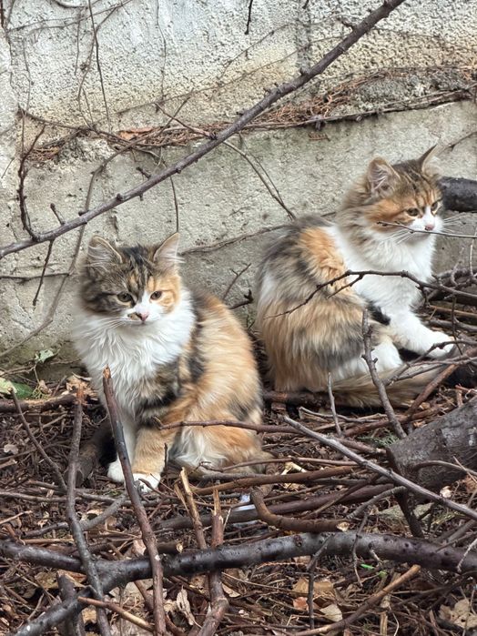 Восхитителни котенца!