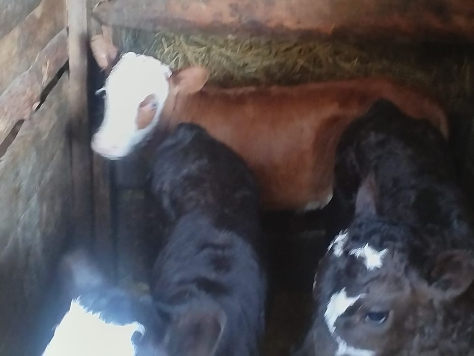 Продам телят разных возрастов